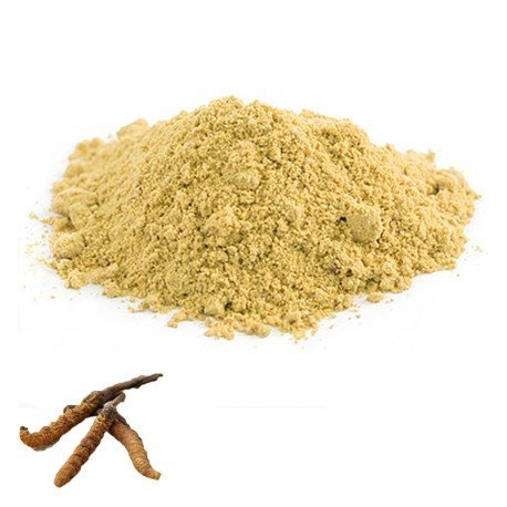 Cordyceps Sinensis