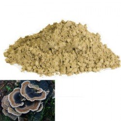 Gewoon elfenbankje (Trametes versicolor)