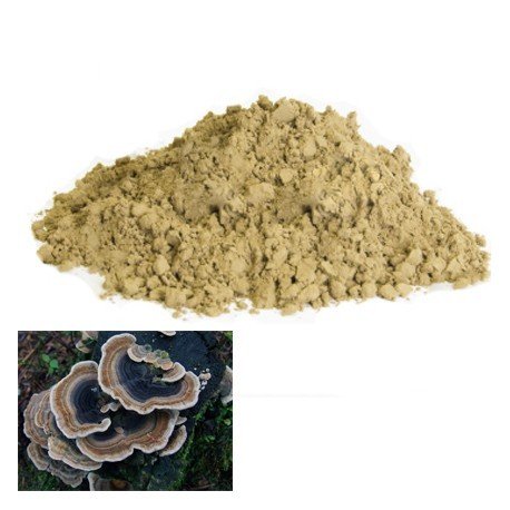 Turkey Tail (Coriolus versicolor)